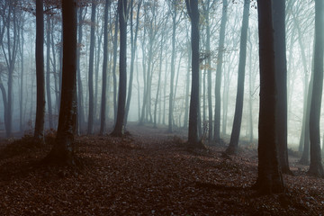 Foggy forest trail