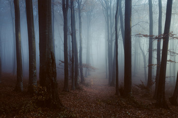 Creepy foggy forest trail
