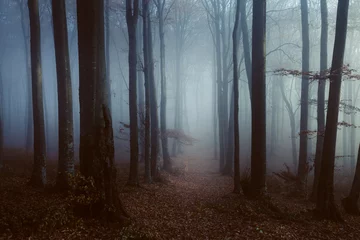 Gordijnen Creepy foggy forest trail © bonciutoma