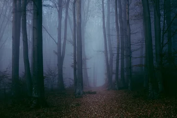  Dark gloomy foggy forest trail © bonciutoma