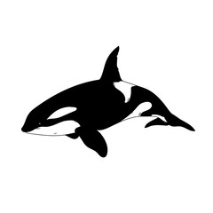 Fototapeta premium Aquatic Animals Killer Whale Drawing Illustration