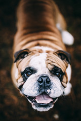 Excited English Bulldog Looking Up