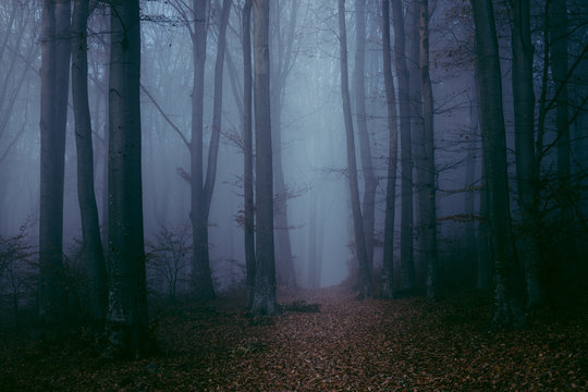Fototapeta Dark gloomy foggy forest trail
