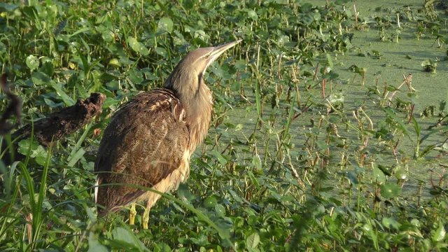 american bittern in Florida wetlands