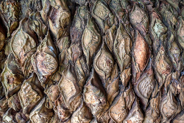 Old cycad bark macro