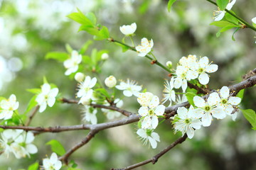 Arrivée du Printemps, Paris, France