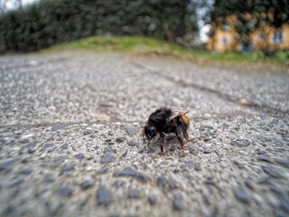 Exhausted bumblebee struggling during winter