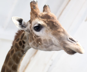 Head of a giraffe in a zoo.