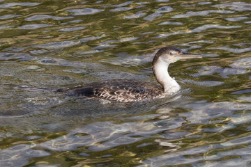 Cormorant fishing