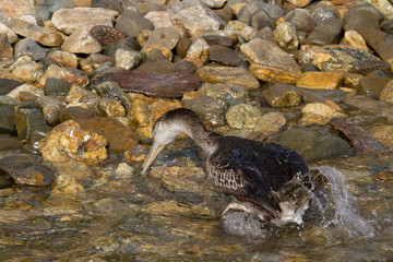 Cormorant fishing