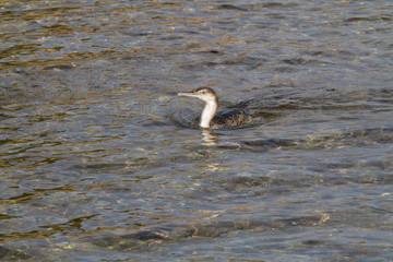 Cormorant fishing