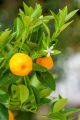 Mandarin fruits on a tree