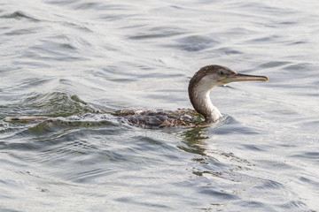 Cormorant fishing