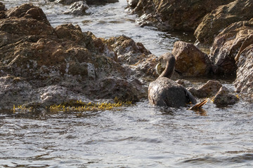 Cormorant fishing