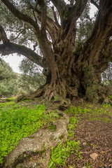 Millenary olive trees