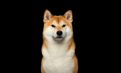 Portrait of Brutal Shiba inu Dog on Isolated Black Background, Front view - obrazy, fototapety, plakaty