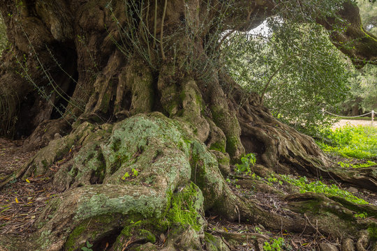 Millenary olive trees