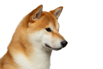 Portrait of Brutal Shiba inu Dog on Isolated white Background, Profile view
