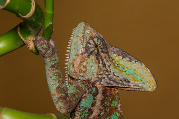 Veiled chameleon - Chamaeleo calyptratus