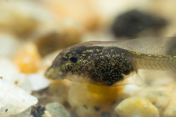 Tadpole