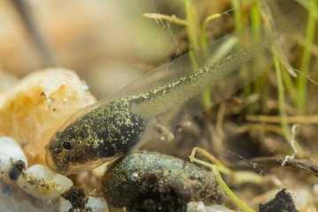 Tadpole