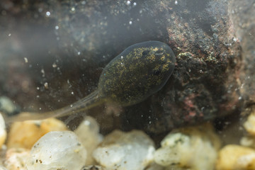 Tadpole