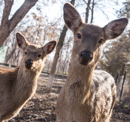 Deer in the park on nature in winter