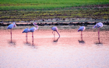 Flamingos eating in the lagoon at sunset