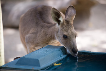 Fototapeta premium カンガルー