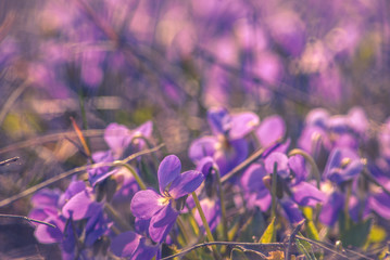 Violette flowers