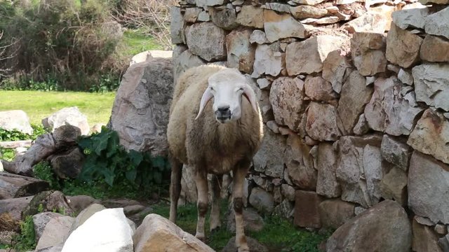 Sheep sneezing