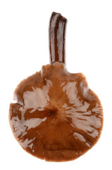 marinated mushroom
