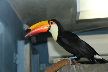 Naklejka premium オオハシ