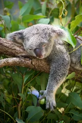 Abwaschbare Fototapete Koala Koala dösen