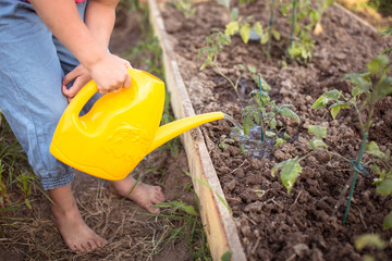 Fototapeta premium kid girl watering seedlings garden, kitchen garden