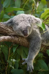 Deurstickers Koala Koala dommelen