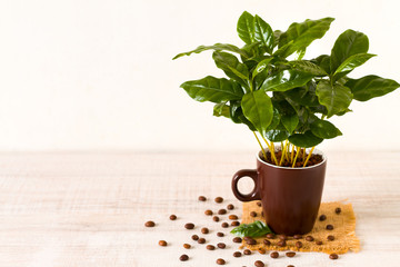 Cup of coffee beans in front of small Coffee Tree a potted plant