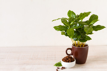 Cup of coffee beans in front of small Coffee Tree a potted plant