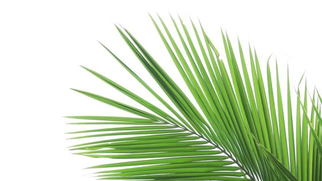 Coconut Palm Fronds Isolated on a White Background