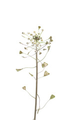 flower of capsella on a white background