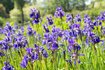 Flowers irises in the garden