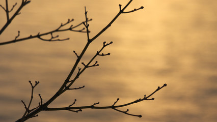 夜明け前　小枝のシルエット