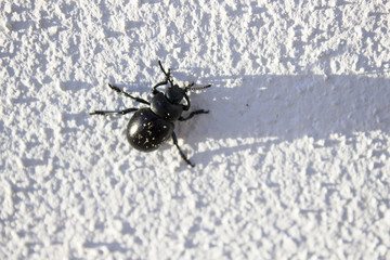 bug