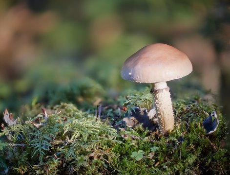 Single mushroom on tussockin the forest in autumn. Very shallow depth of field and blurred background.