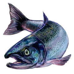 Whole fresh atlantic salmon fish isolated, watercolor illustration on white © lnsdes