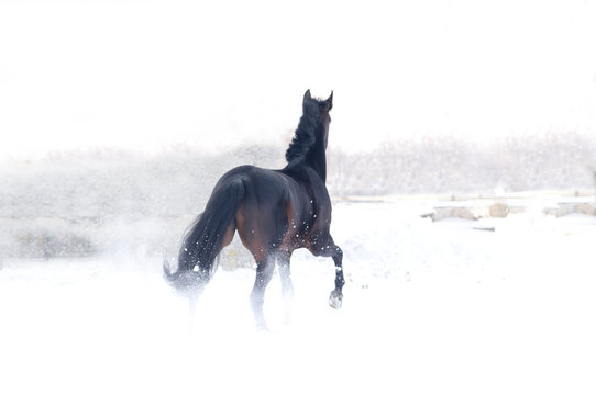 Horse bay color running on white snowy fiel