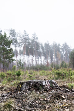 Deforestation concept. Hemp from pine