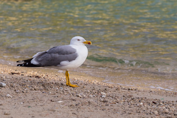 Seagull