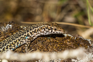 Lizard