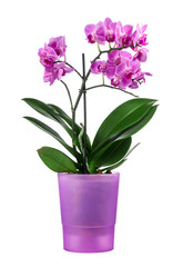 Naklejka na ściany i meble Beautiful orchid in a purple pot